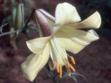 Royal Gold Lily cropped